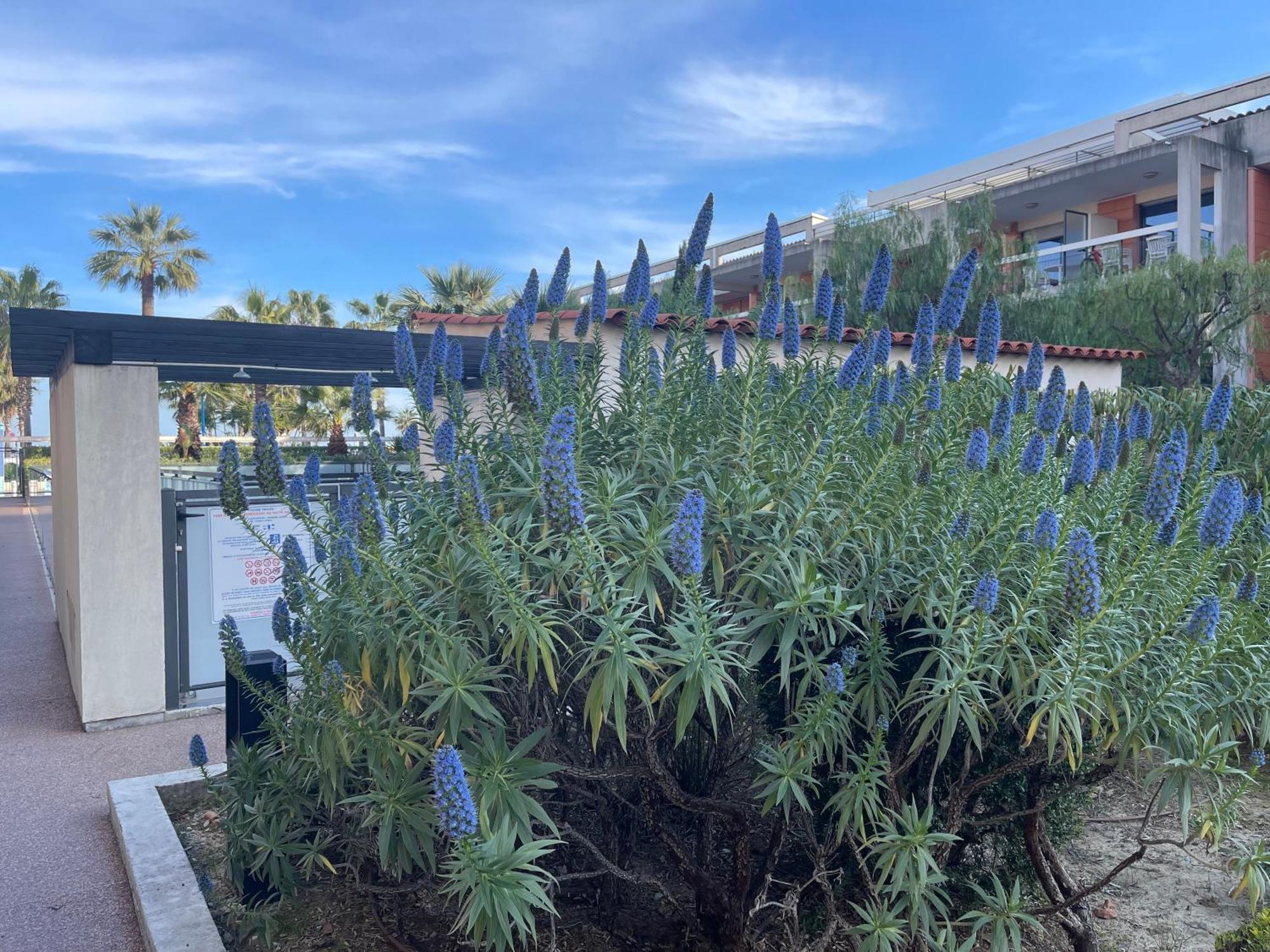 Villeneuve Loubet Plage- Entre Nice Et Cannes Exterior photo
